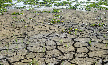 Dried up wetland with deep cracks in the soil