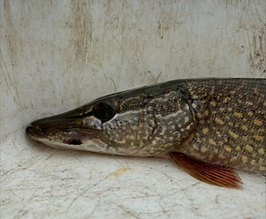 pike.jpg