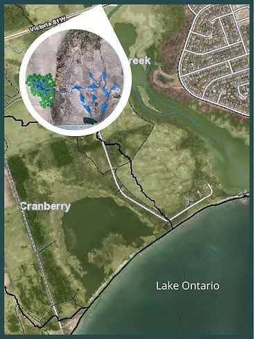 Aerial view of Lynde Shores Conservation Area with inset drawing of wetland refugia including open water areas connected by channels.