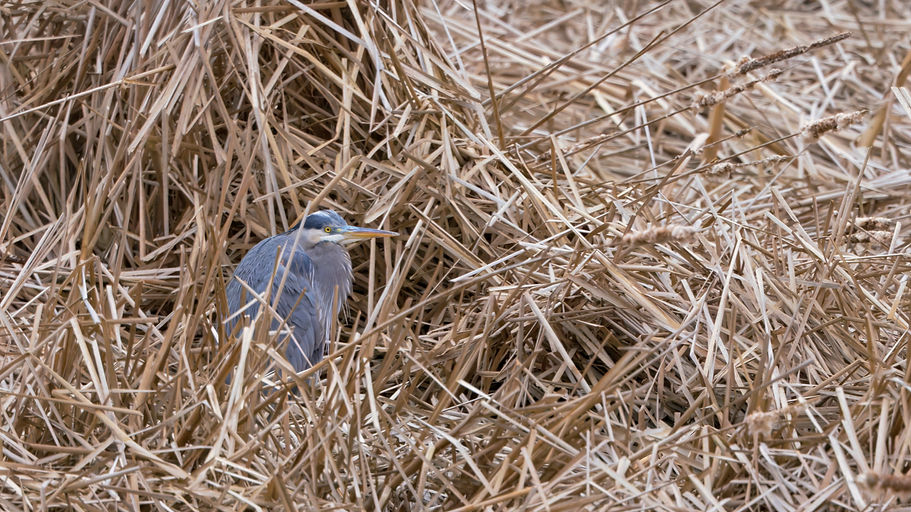 Great Blue Heron in dead cattail reeds