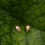 Thumbnail: Ladybug Earrings