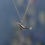 Thumbnail: Baby Whale Pendant