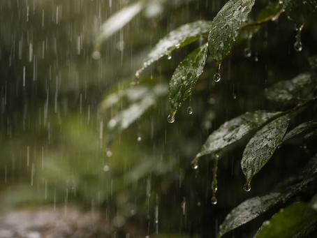 The Sky’s Gift: Rainwater Rituals for Renewal