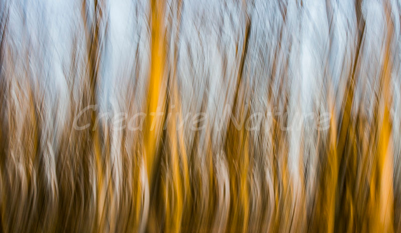 abstrakte naturfotografie goldene bewegung wandbild