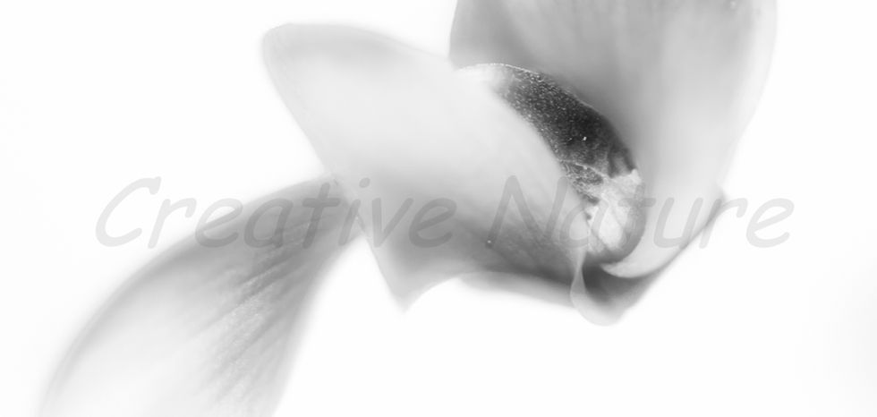 minimalistische blume schwarz weiss wandbild