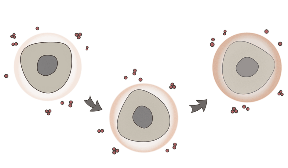 curaMIN_skydd_cell.png