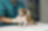 close-up-veterinarian-taking-care-dog_png.png