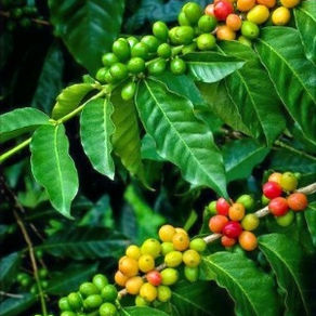 Kahve Çekirdeği; Tarih, Üretim Aşamaları ve İşleme Yöntemleri ve Başlıca Önemli Çiftlikleri