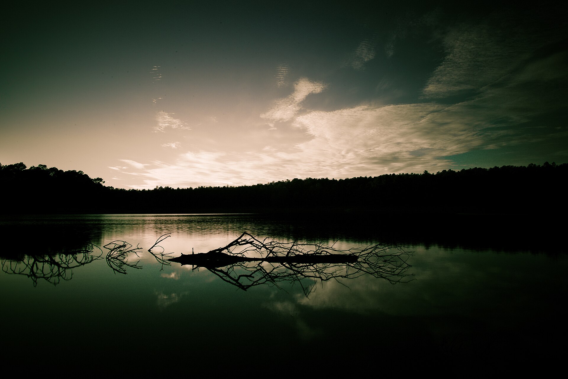 Conecuh National Forest, empty of people