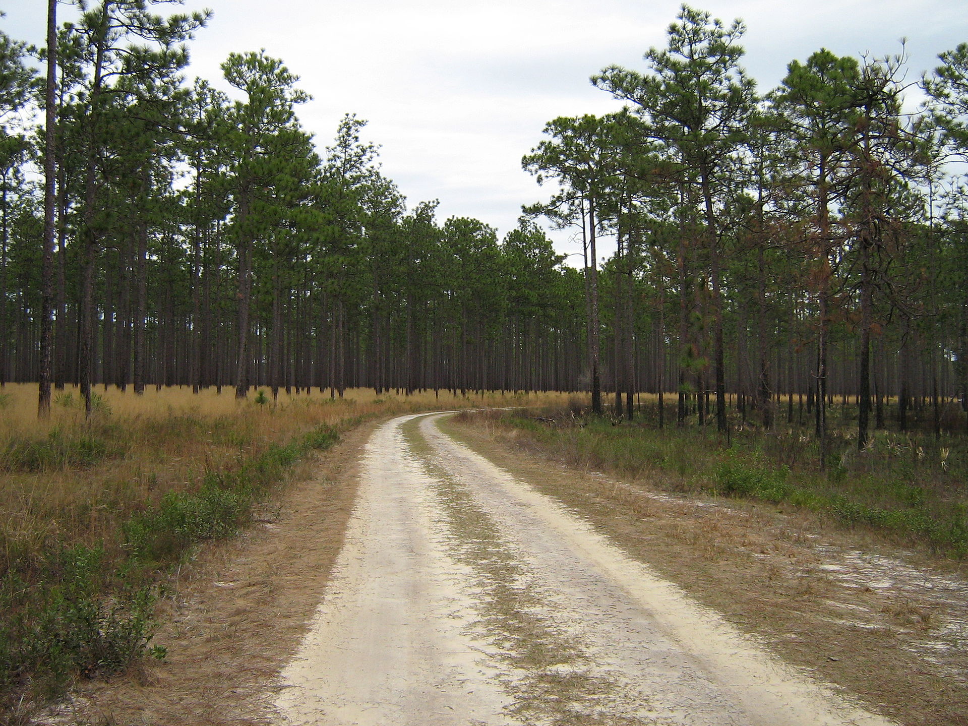 Sandy pine-woods road in the Southeast, empty of people