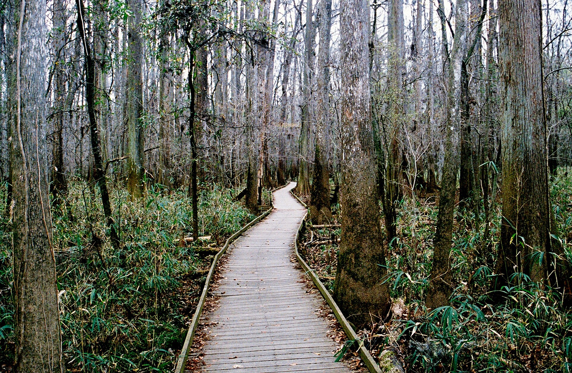 Congaree National Park floodplain, empty of people