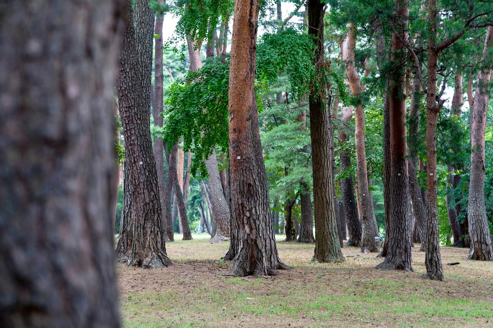 A forest filled with lots of tall trees, empty of people
