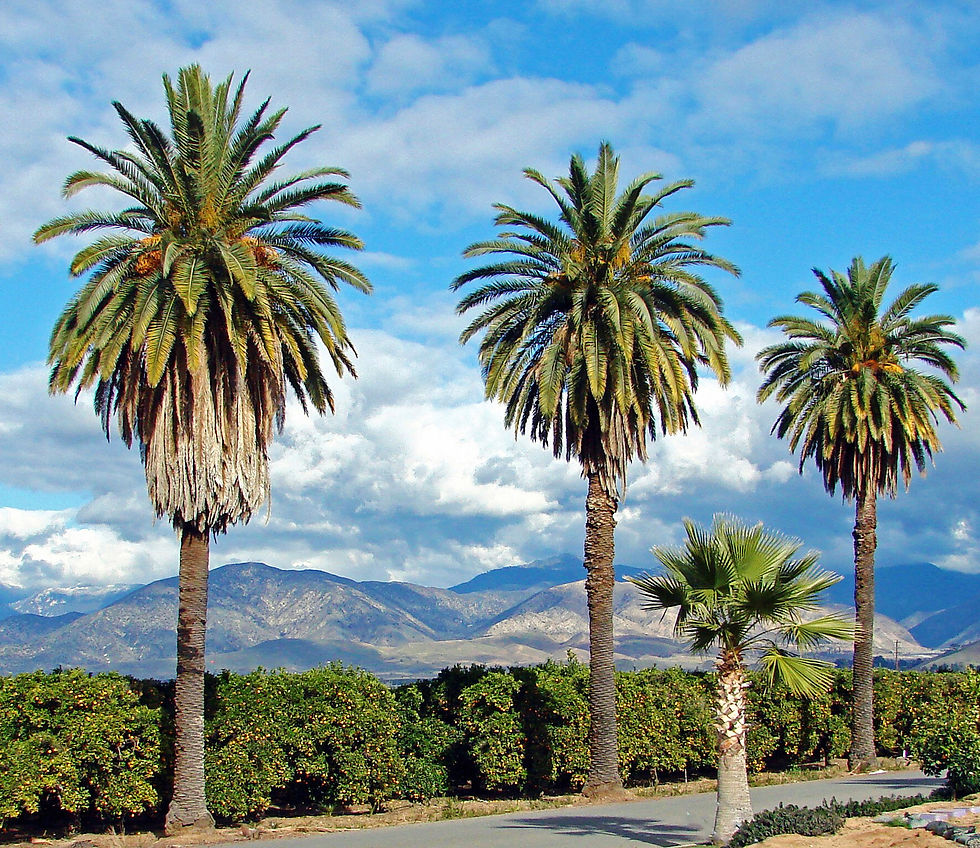 Redlands Coffee Is Colton, Lugonia, Redlands Blvd, Alabama, and Nevada. San Bernardino Is E Street.
