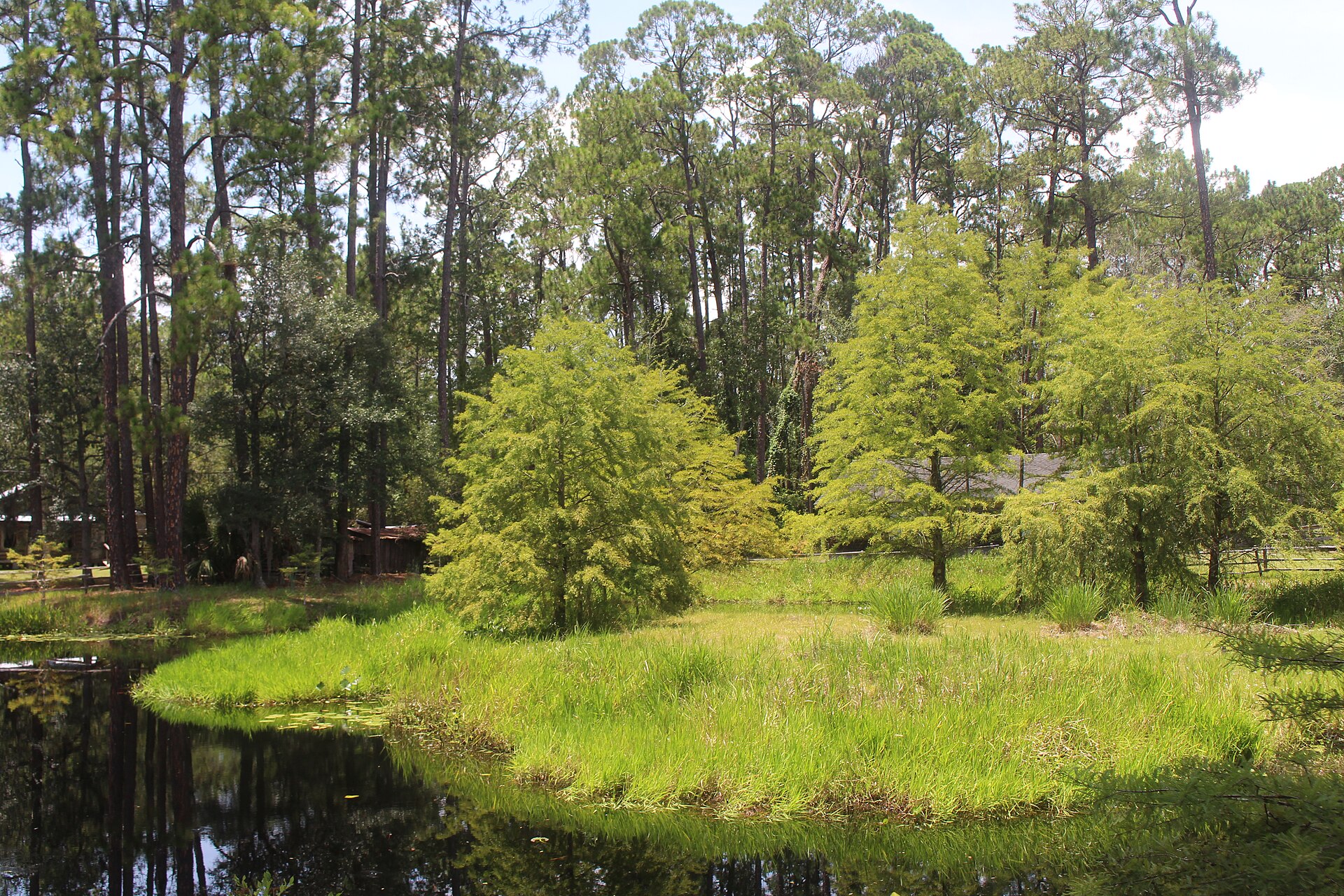 Okefenokee pine and cypress water, empty of people