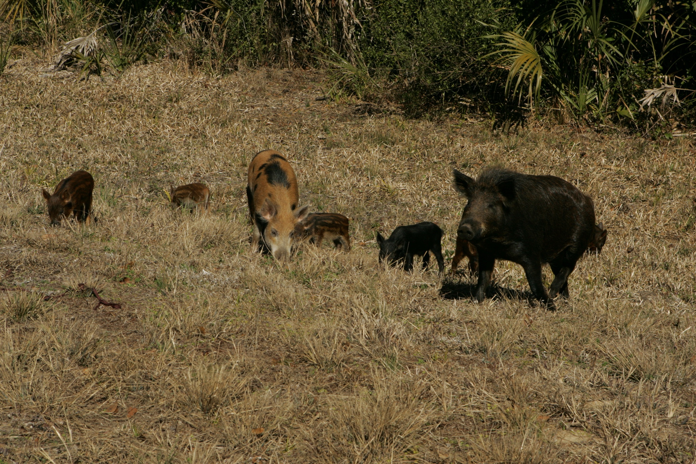 Feral hog sow and piglets on a grass flat
