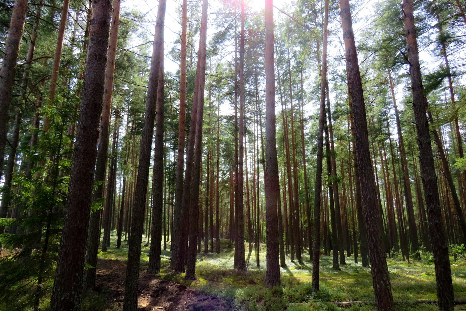 green field surrounded with tall and green trees during daytime, empty of people