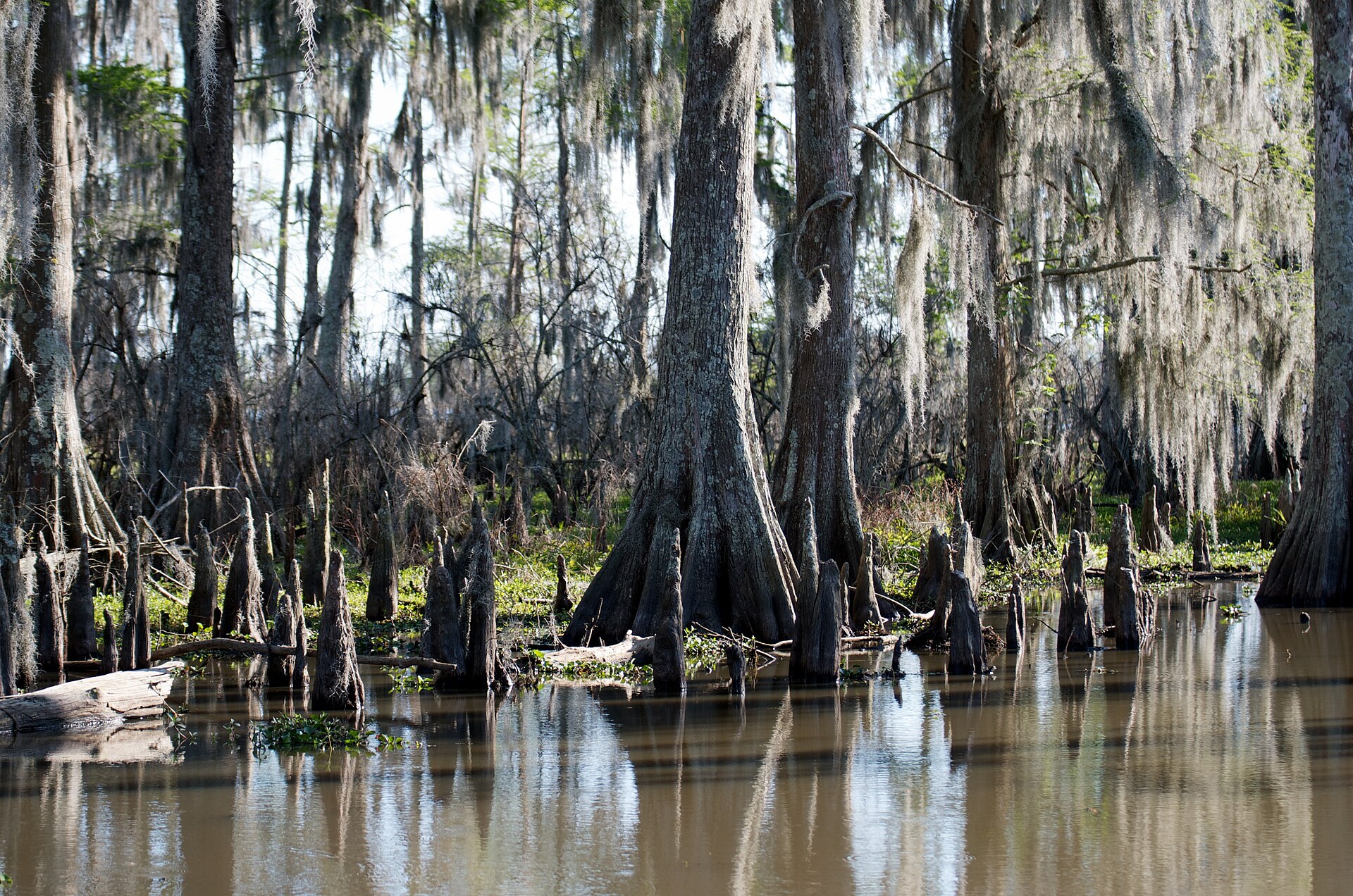 Southern cypress swamp with Spanish moss, empty of people