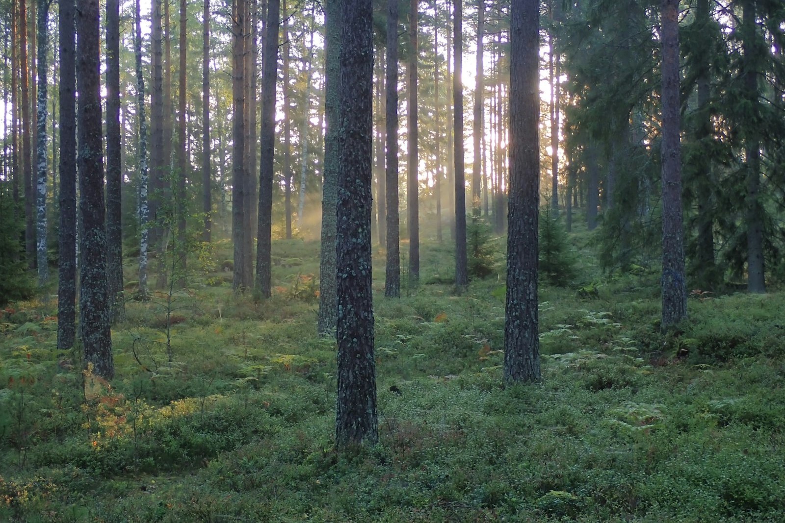 a forest filled with lots of tall trees, empty of people