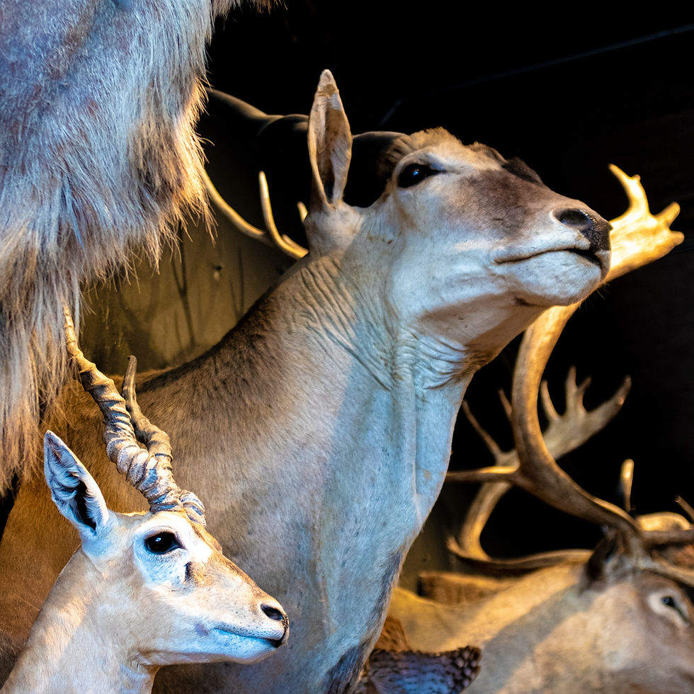 Taxidermy