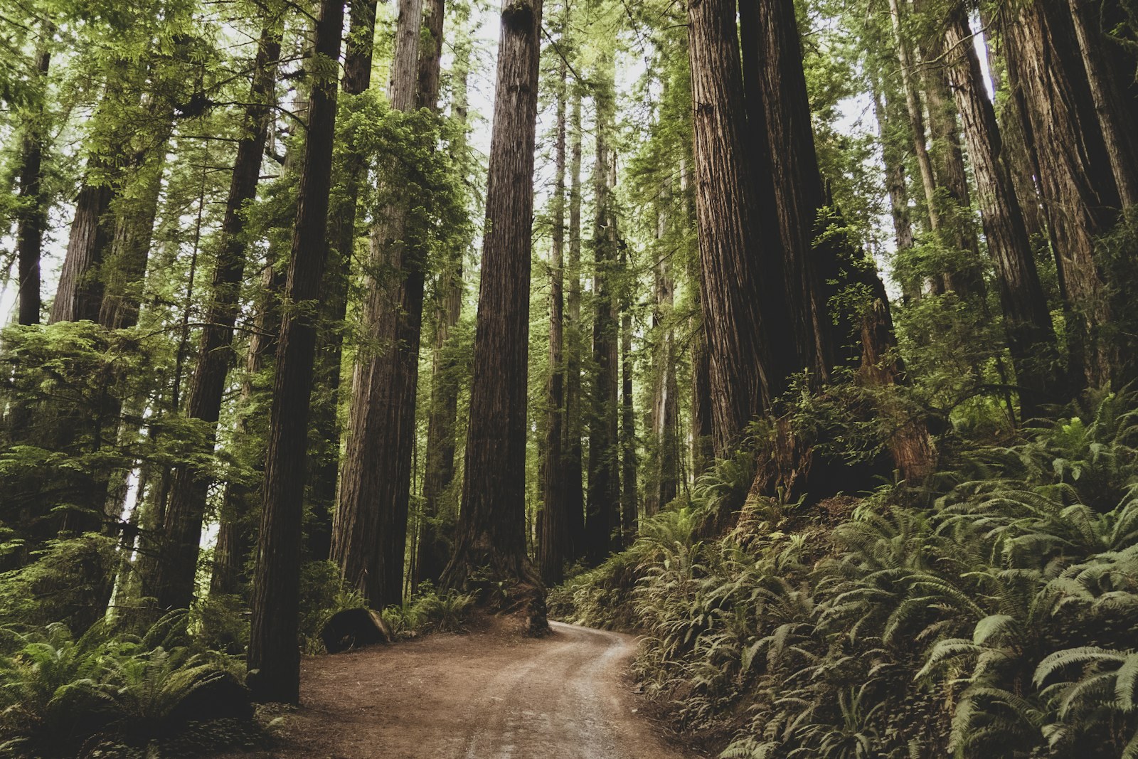 green-leafed trees, empty of people