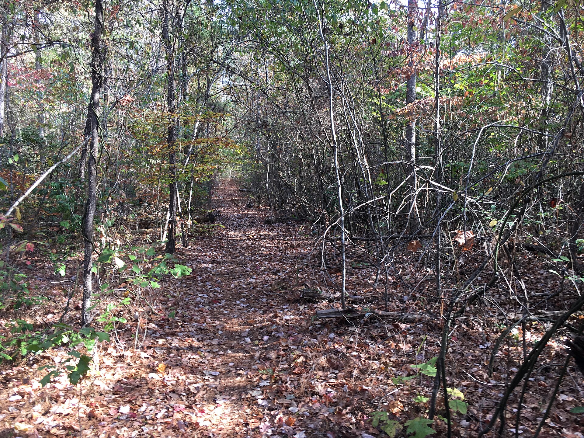 Sipsey Wilderness 2016, empty of people