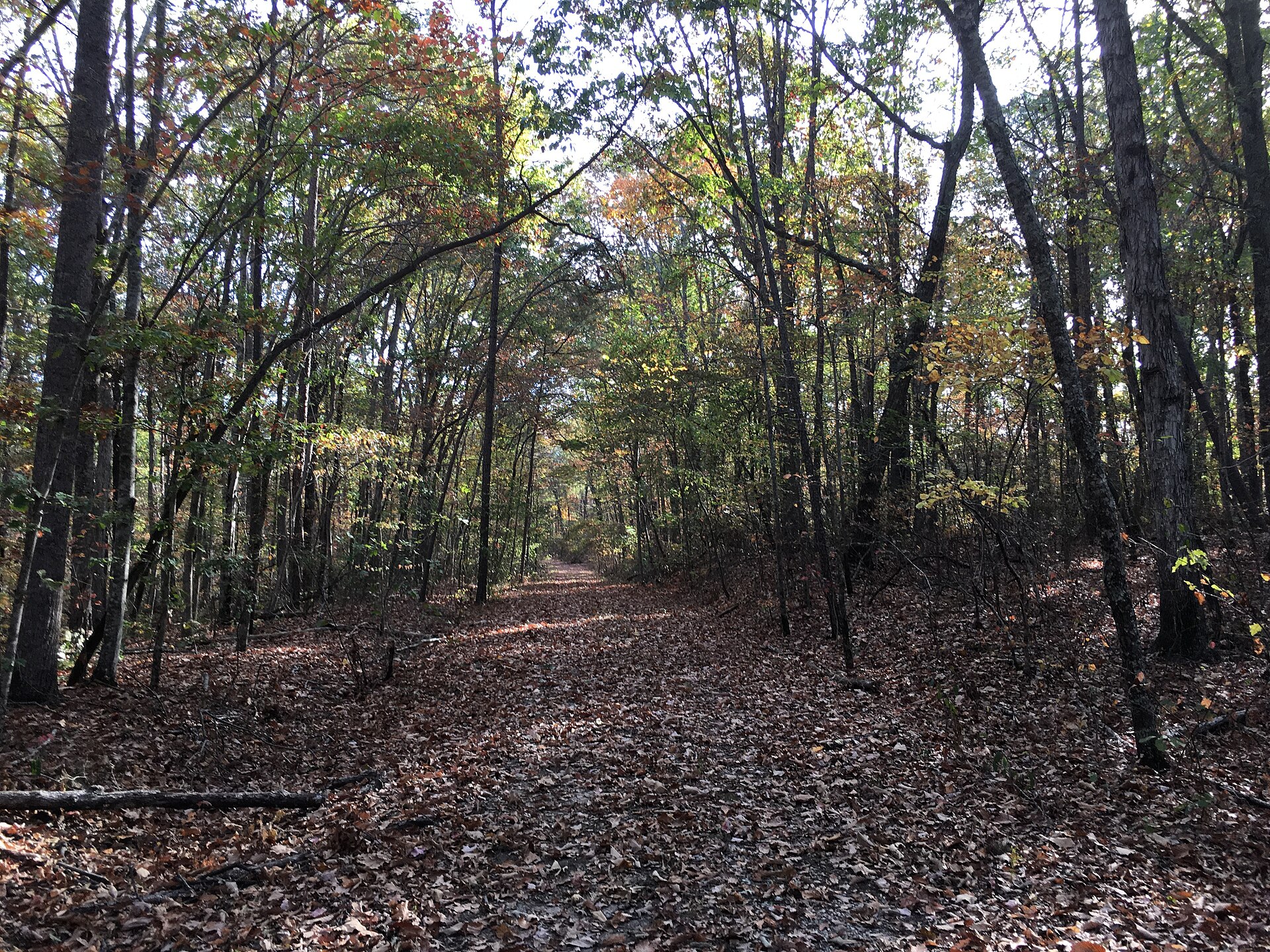 Sipsey Wilderness trail in Alabama, empty of people