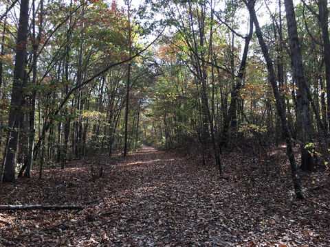 Sipsey Wilderness trail in Alabama, empty of people