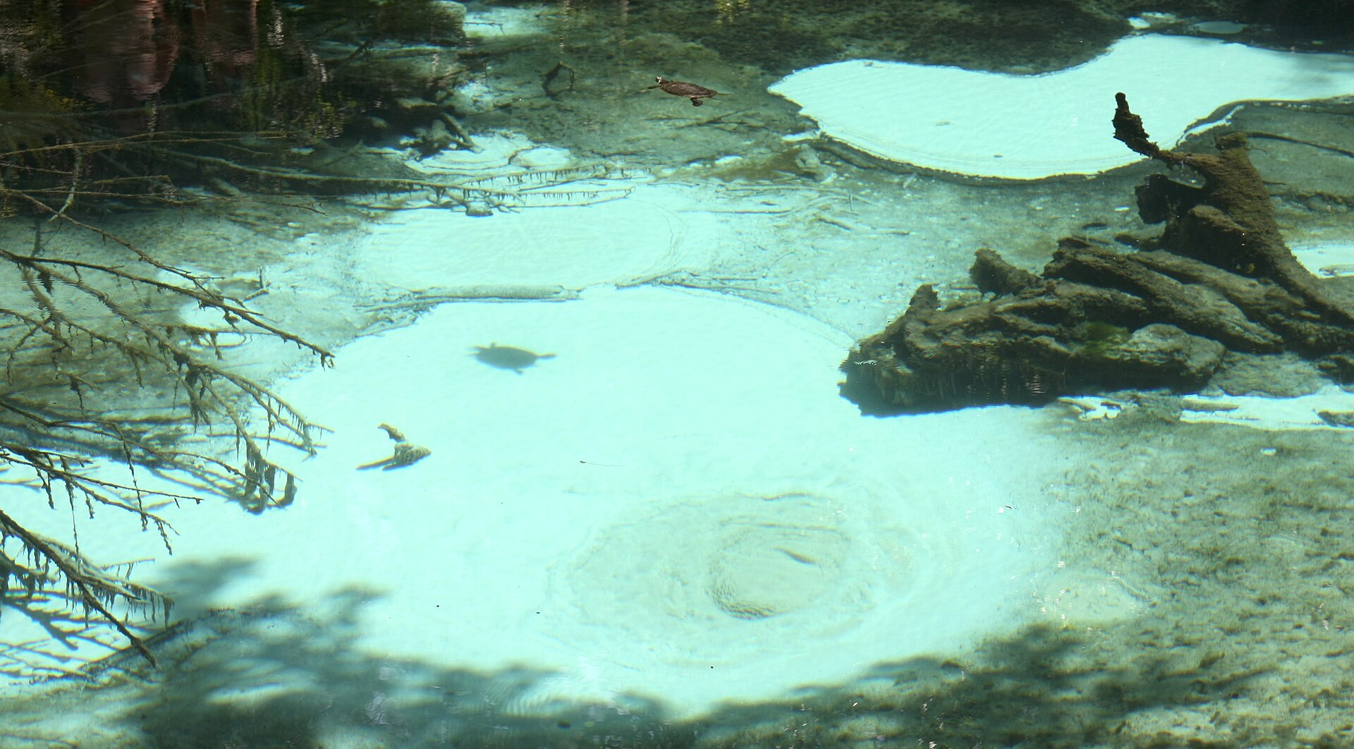 Juniper Springs Ocala, empty of people