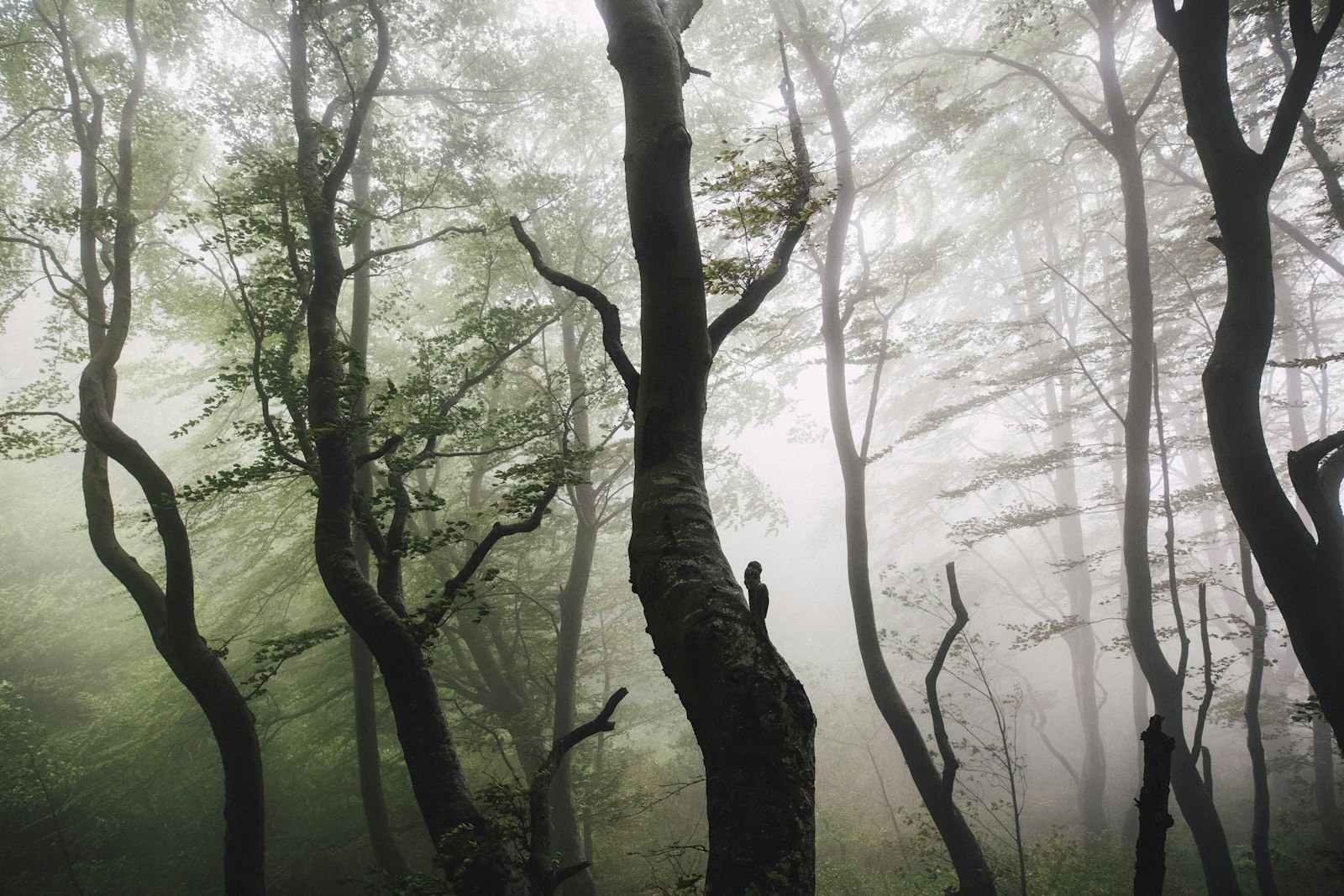tall trees covered with fogs, empty of people