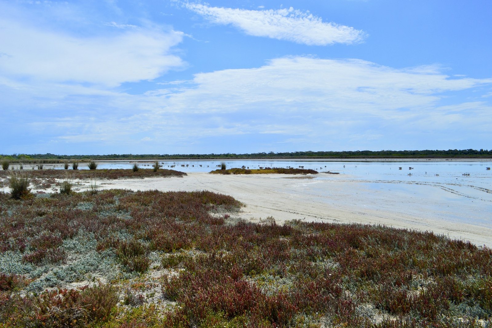 Coastal landscape with salt-tolerant plants and calm water, empty of people