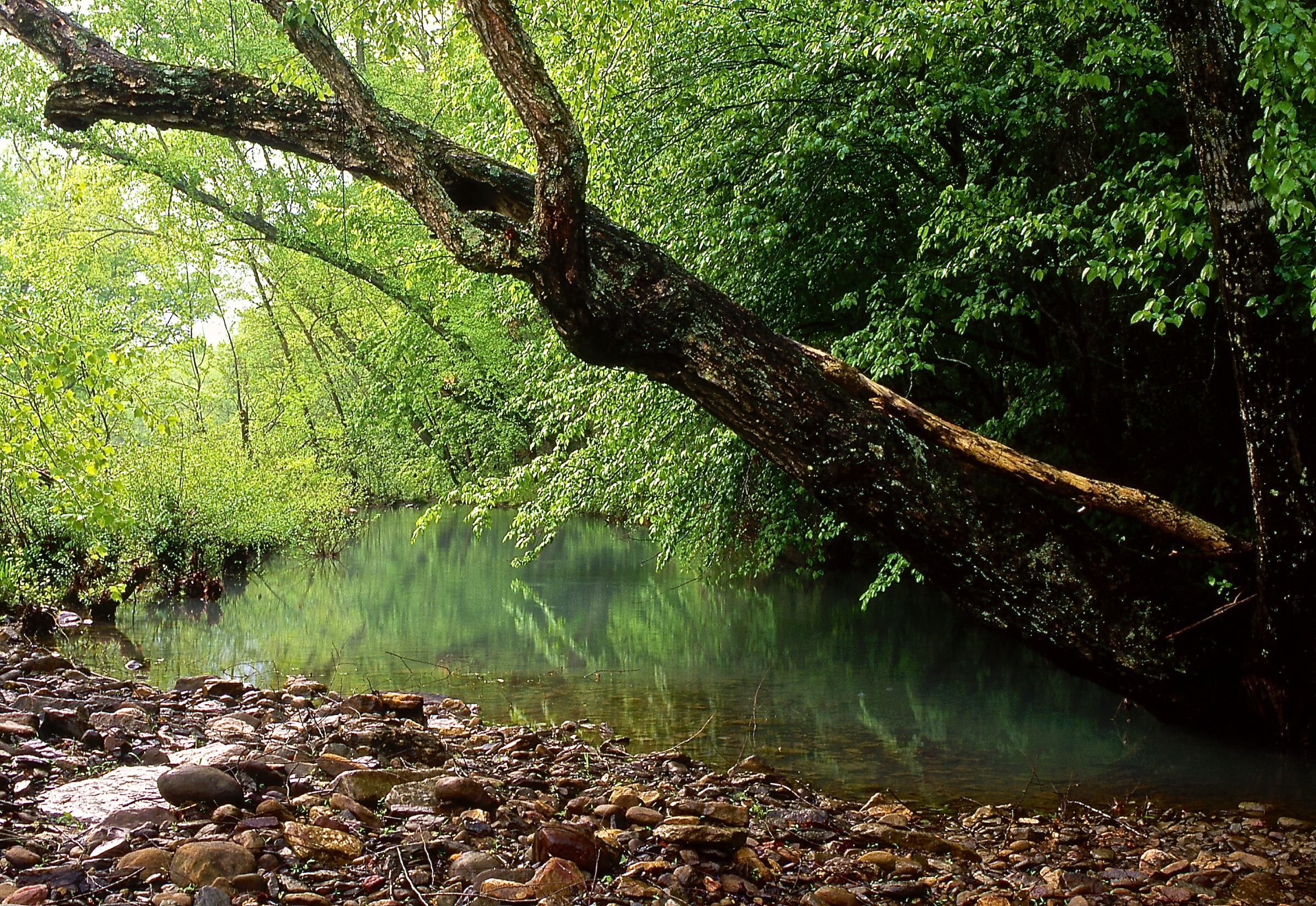 Clear Ozark stream pool and gravel bar