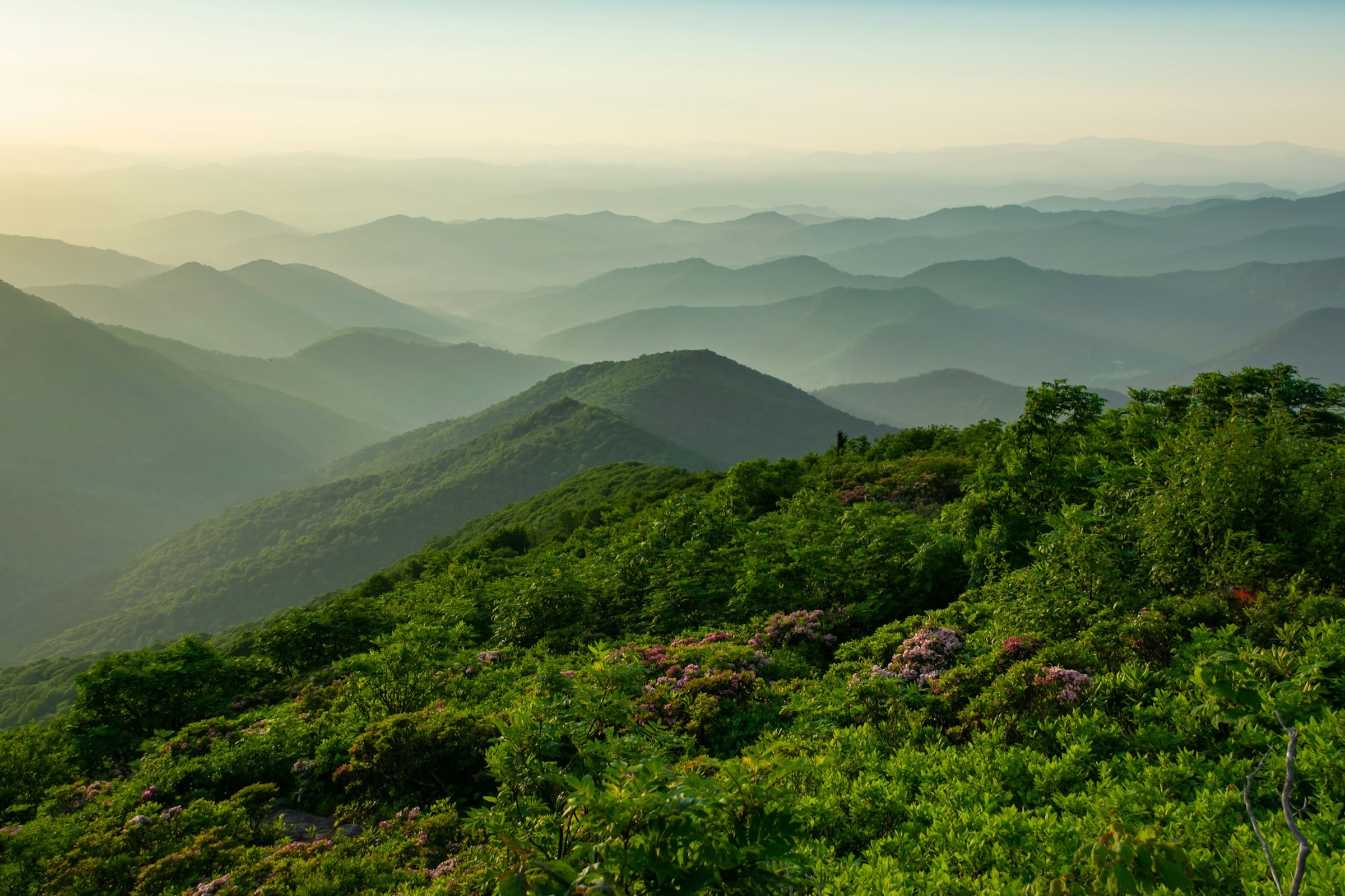 Layered green Blue Ridge ridgelines fading into haze, with blooming shrubs in the foreground