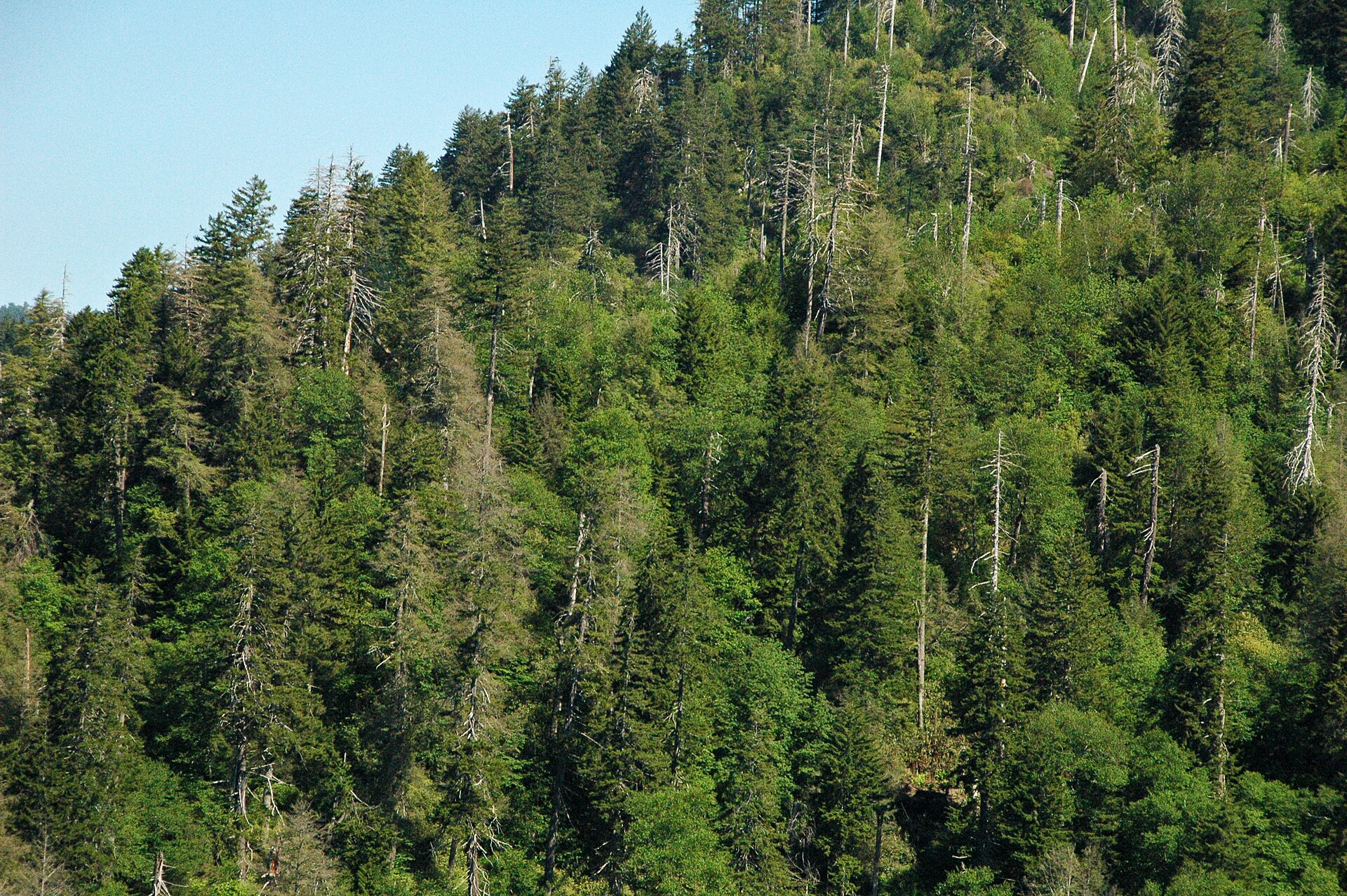 Great Smoky Mountains Tennessee forest, empty of people