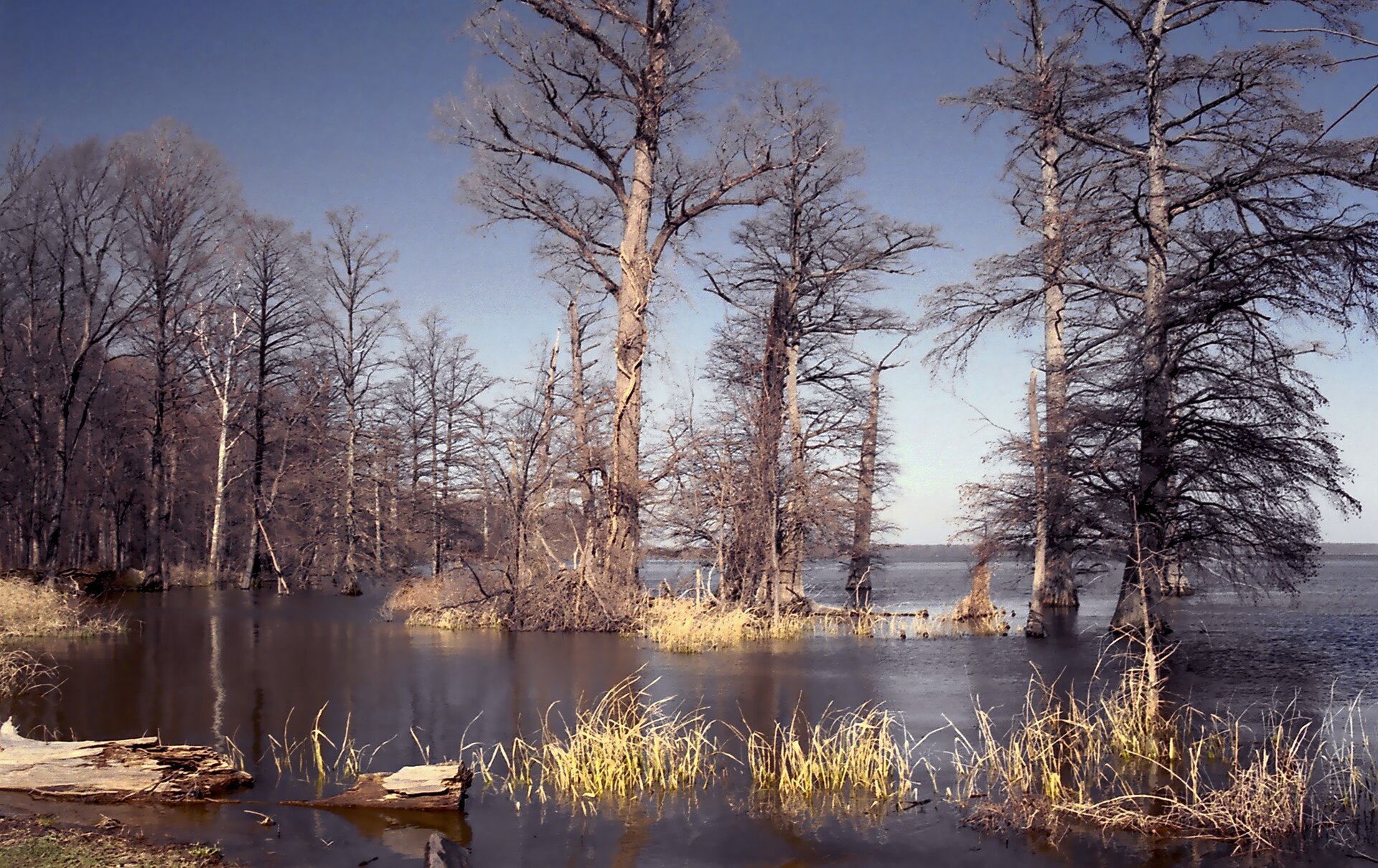 Reelfoot Lake cypress, empty of people