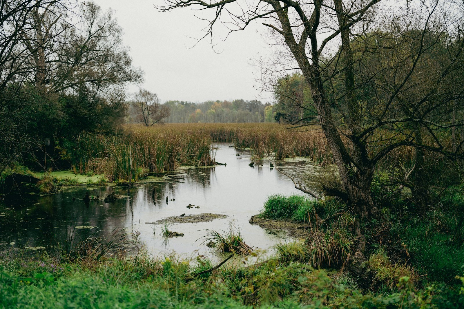 a small pond surrounded by trees and grass, empty of people
