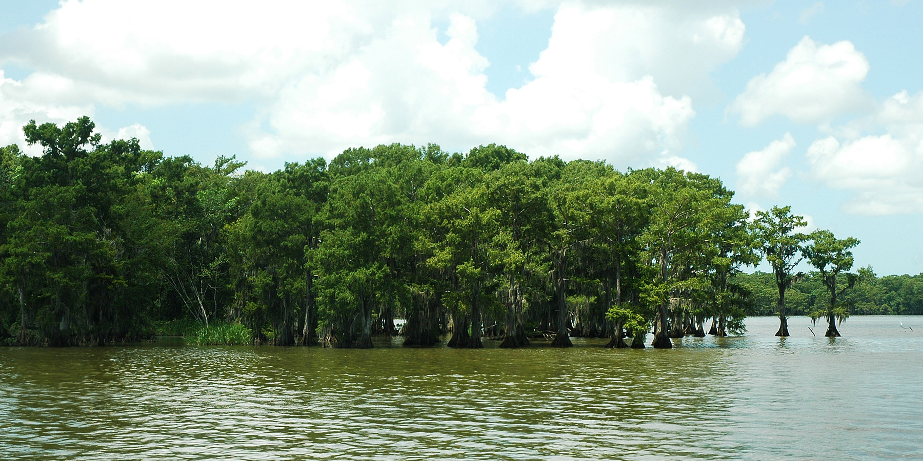 Lake Martin cypress Louisiana, empty of people