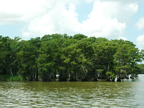 Lake Martin cypress Louisiana, empty of people