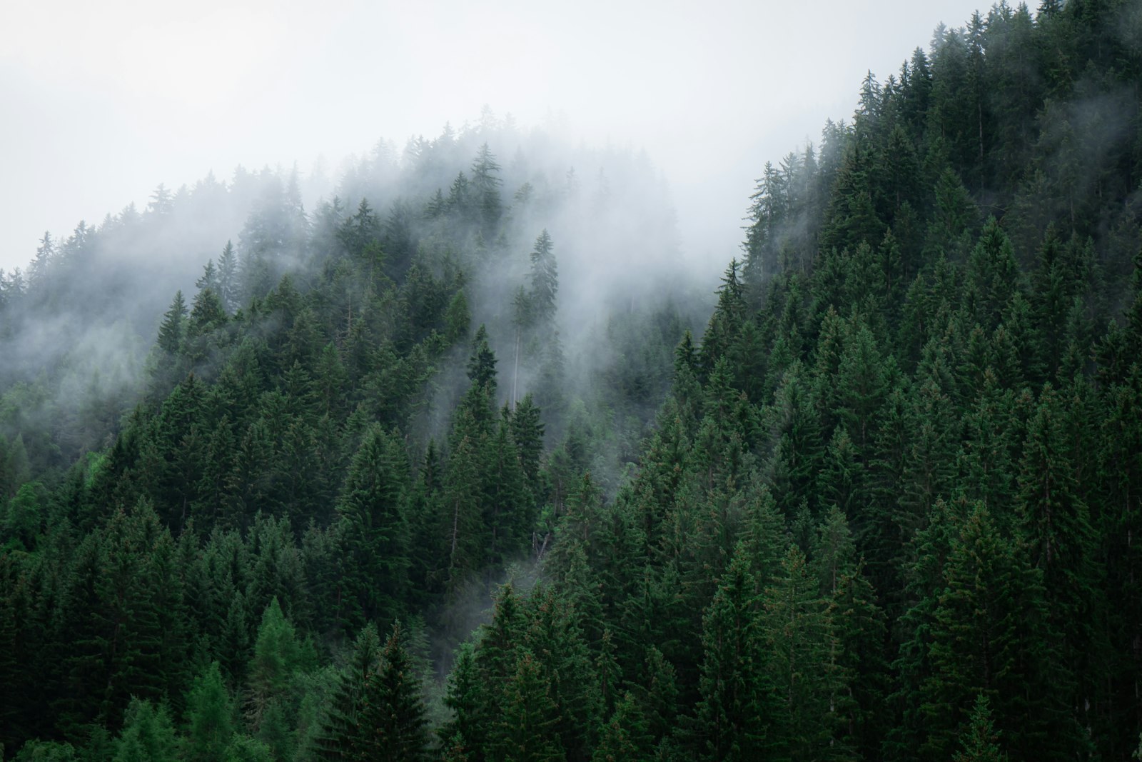 green trees covered by fog, empty of people