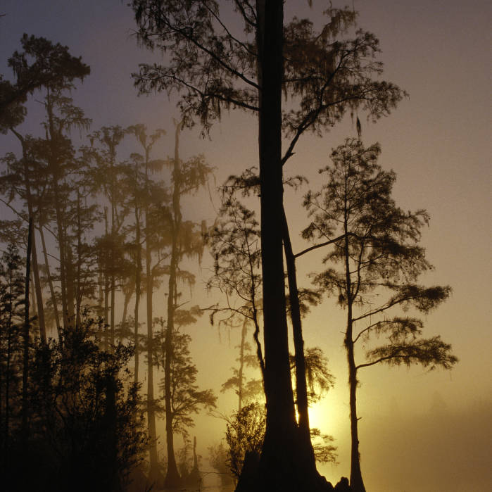 Okefenokee Swamp cypress, empty of people