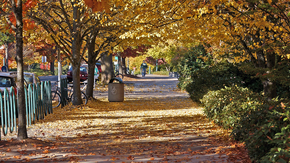 Golden autumn leaves covering a tree lined walkway on the University of Oregon campus in Eugene