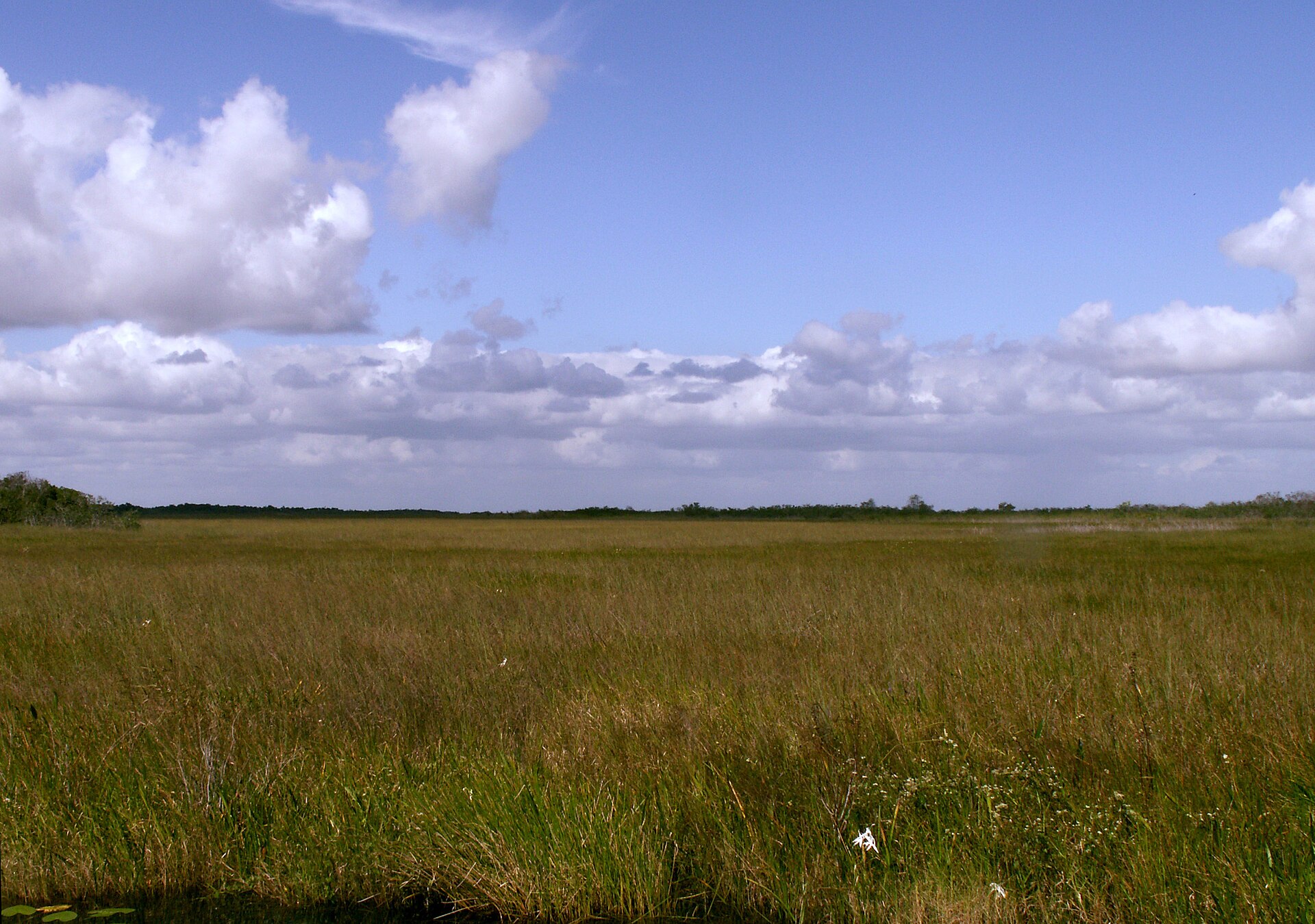 Everglades National Park sawgrass, empty of people