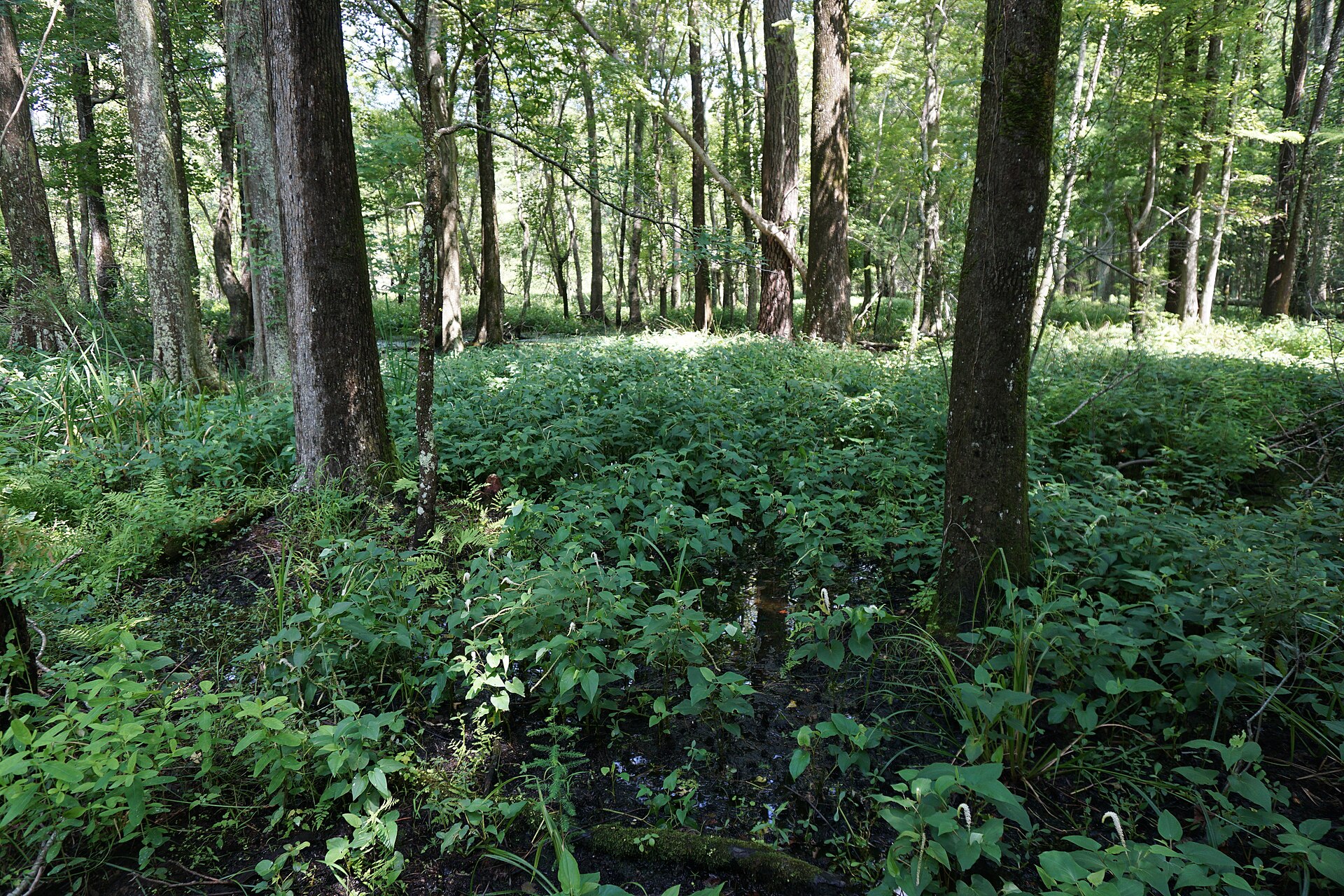 Southern bottomland swamp in green, empty of people