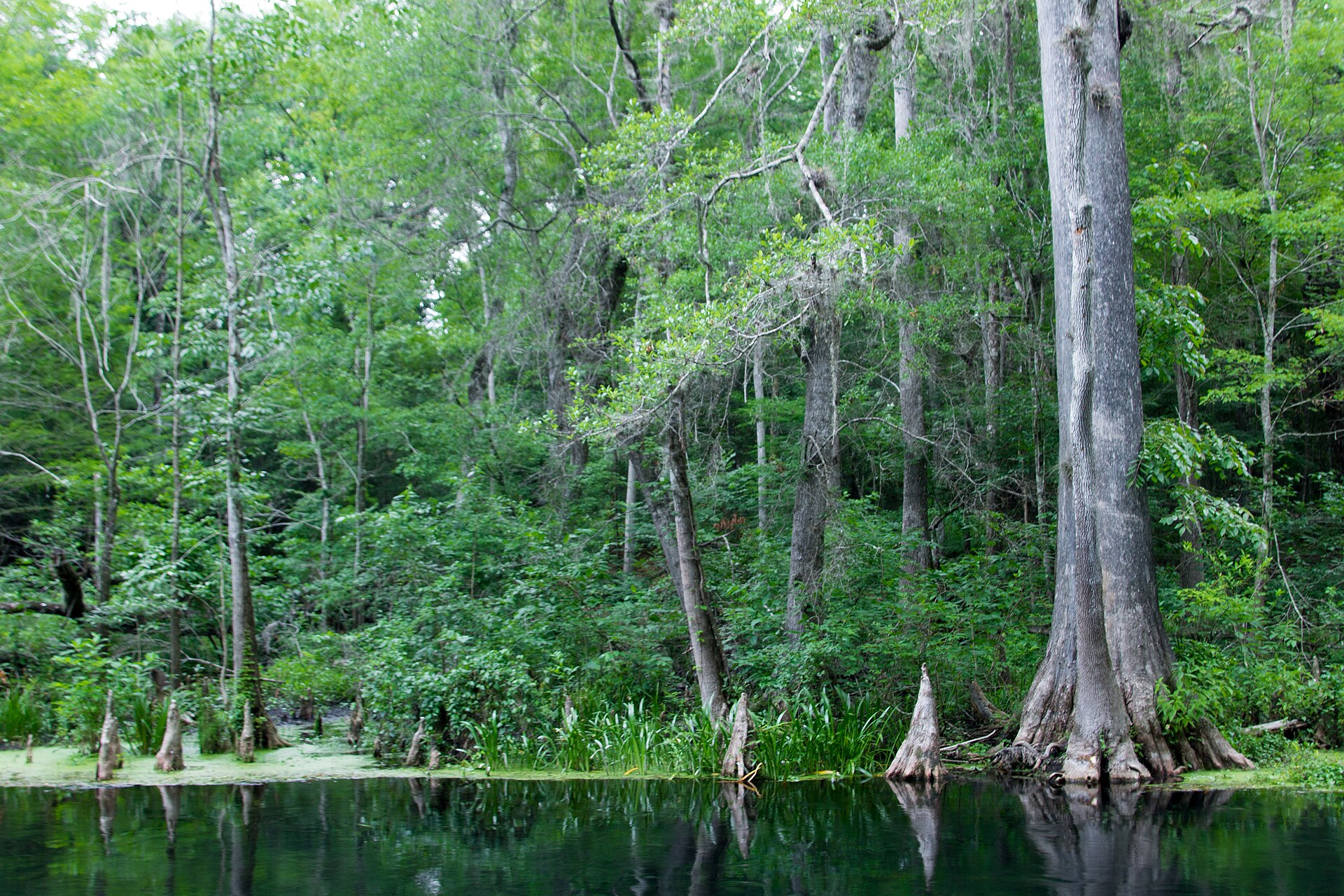 Ichetucknee Springs Florida, empty of people