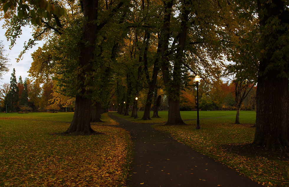 Autumn trees lining a path across McNary Field on the Oregon State University campus in Corvallis