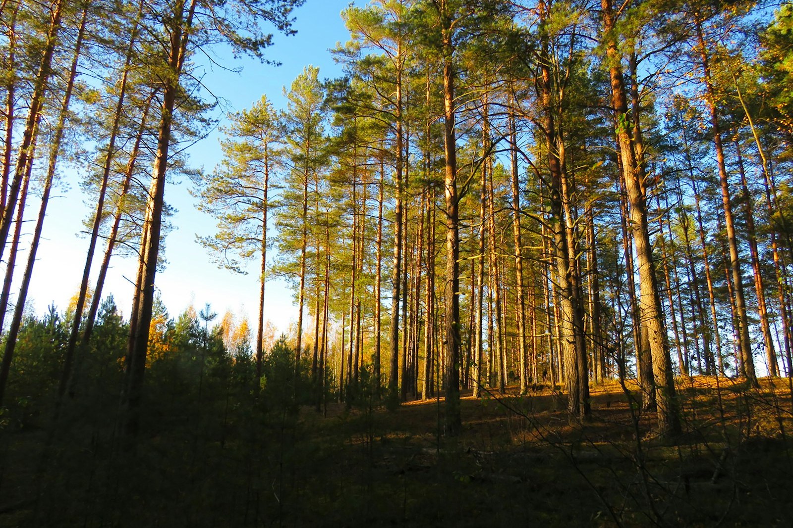 low-angle photography of trees, empty of people