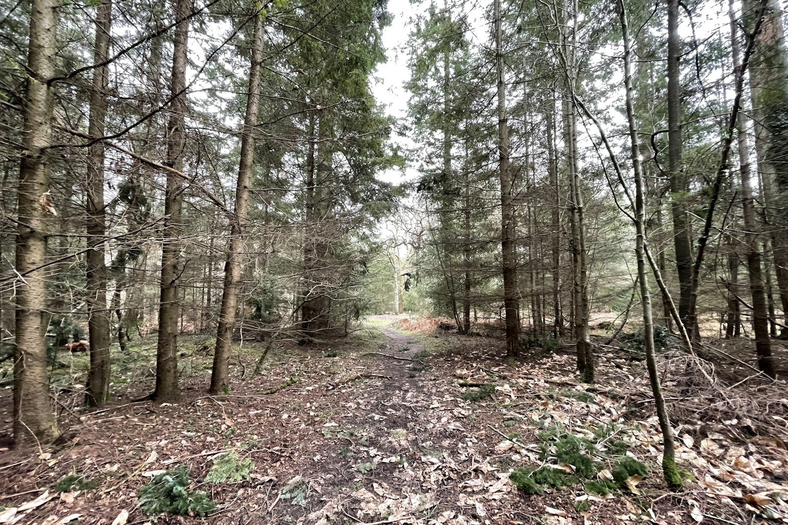 a forest with trees, empty of people
