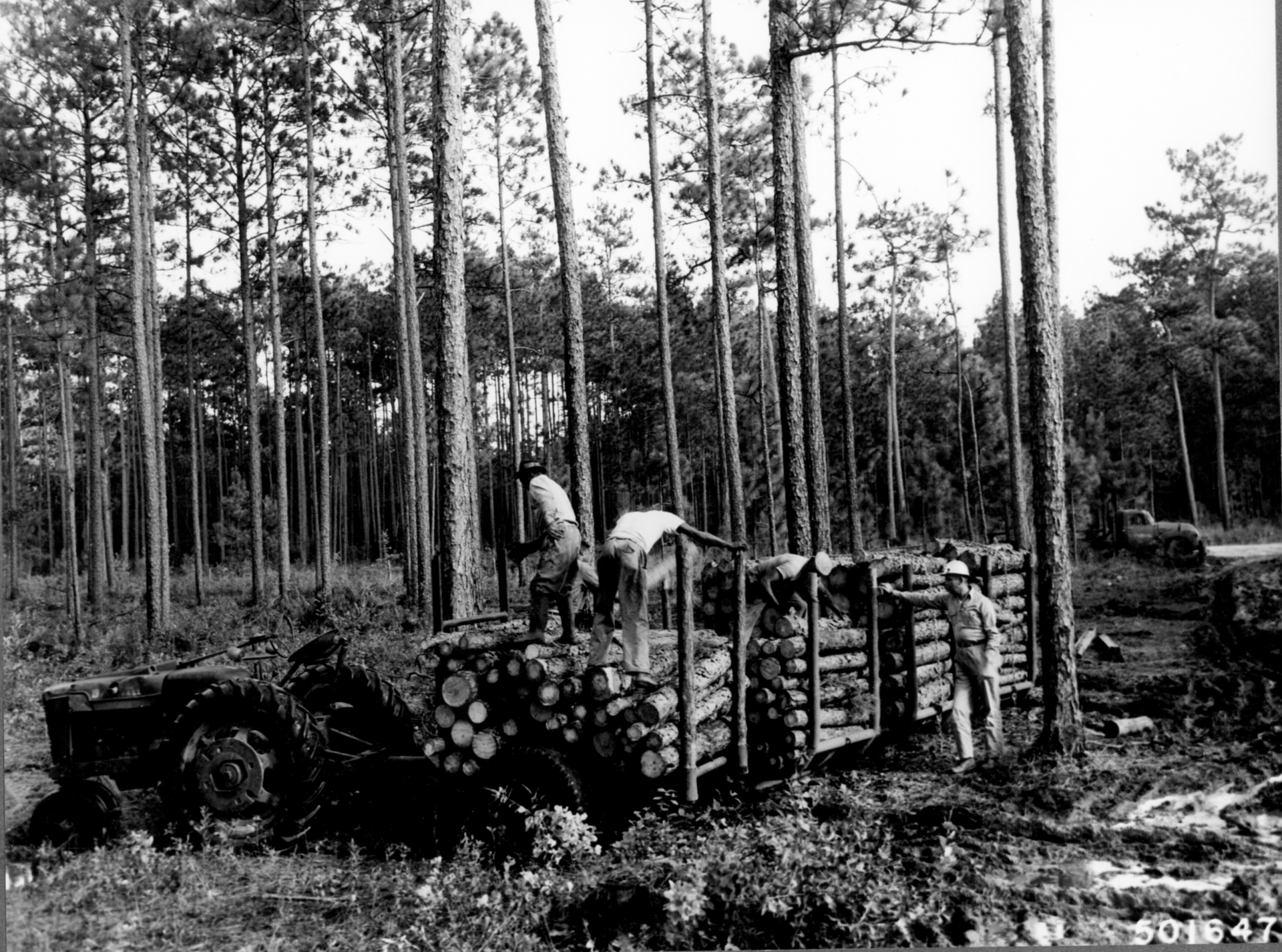 Francis Marion National Forest pine, empty of people