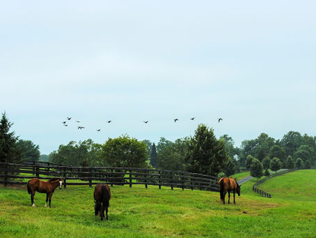 Horse-farm landscape, Lexington KY — pasture and fences, no people as subject (not a wildlife close-up)