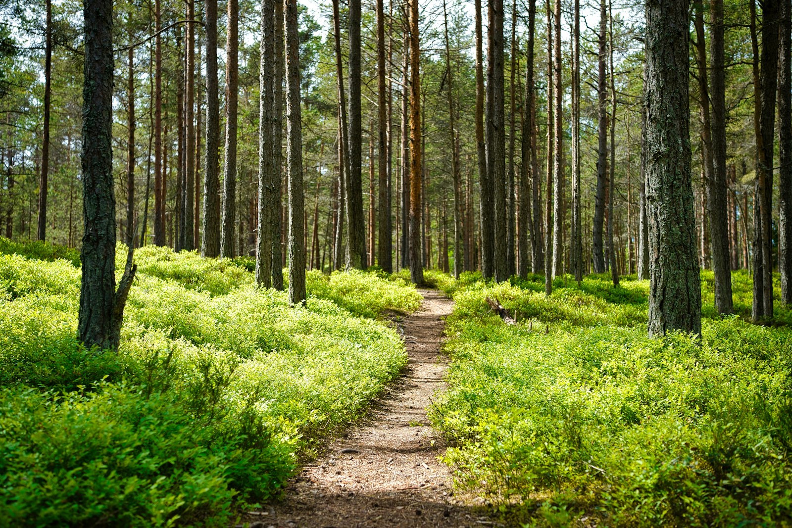 brown dirt road between green grass and trees during daytime, empty of people