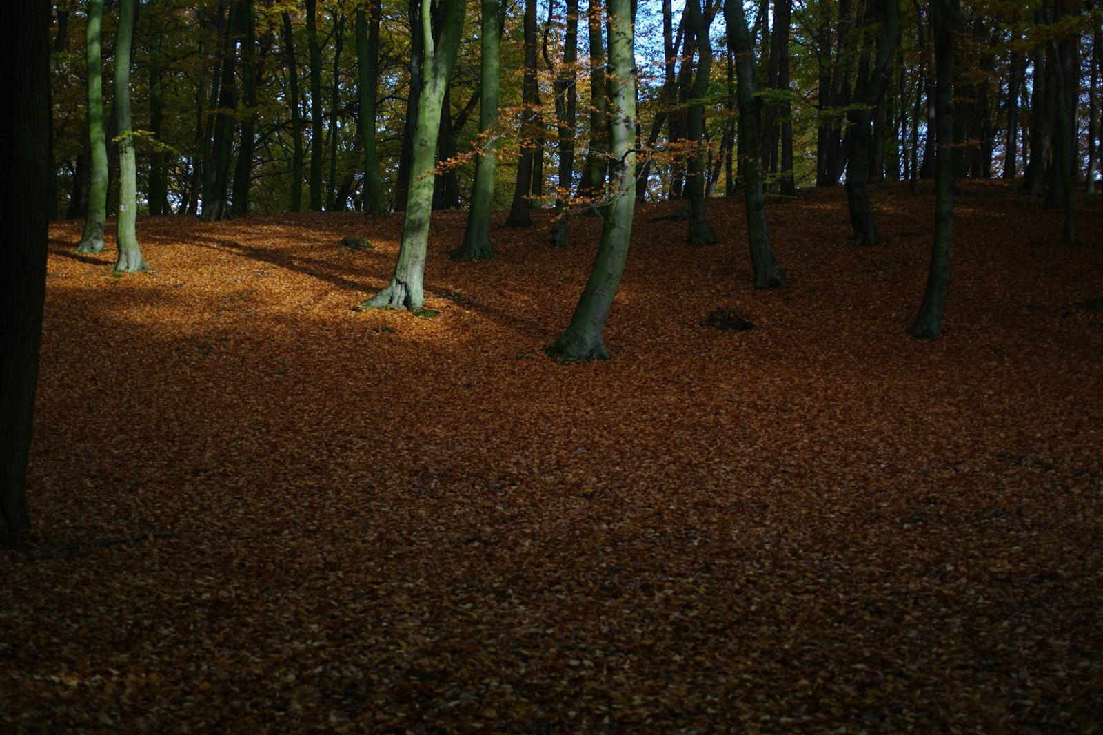 a group of trees in the middle of a forest, empty of people